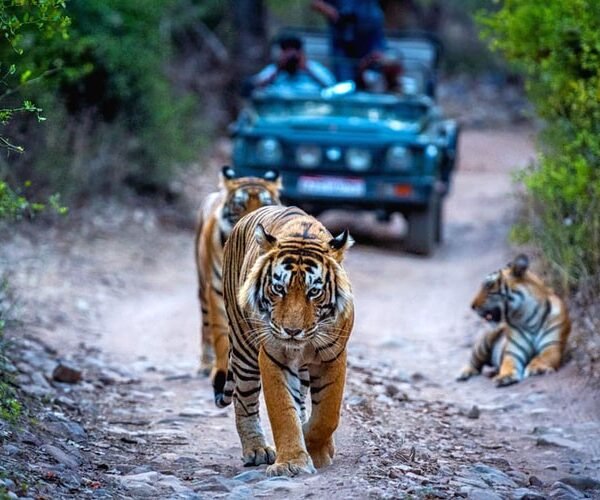 Golden Triangle Tour With Ranthambore